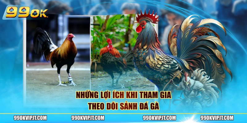 Những lợi ích khi tham gia theo dõi sảnh đá gà
